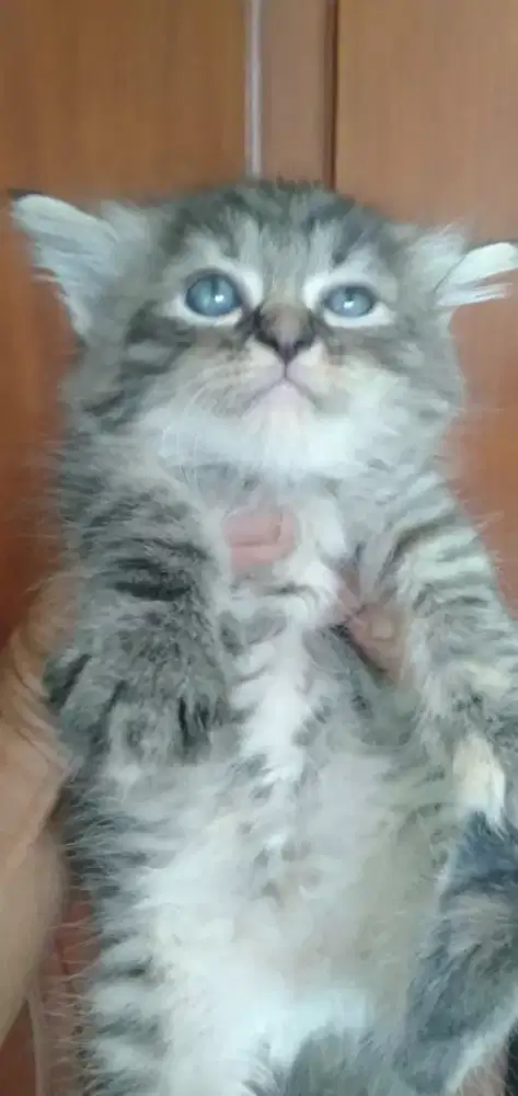KITTEN PERSIA MEDIUM 1.5 BLN BETINA