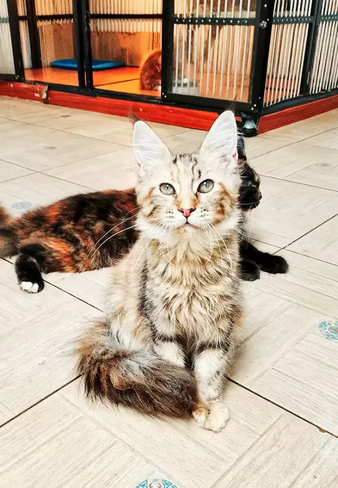 Kitten MaineCoon Betina Pure No mix. Induk ped Cfa Show quality