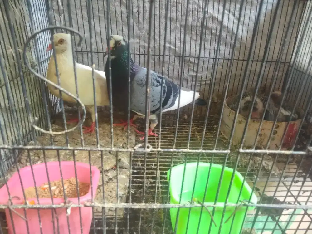 DIJUAL MERPATI PLOTANG
