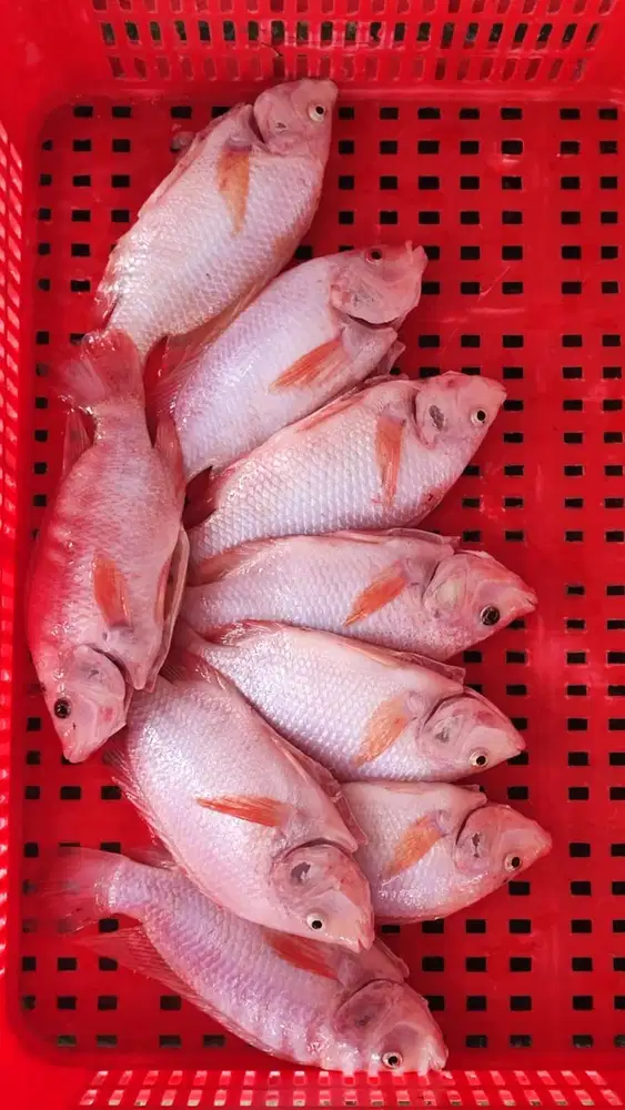 Ikan Nila Segar