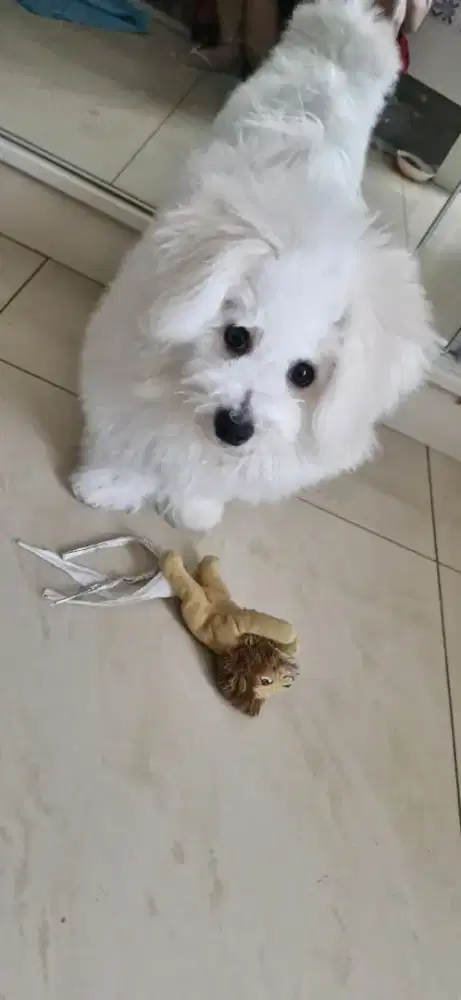 Bichon friser 4 bulan