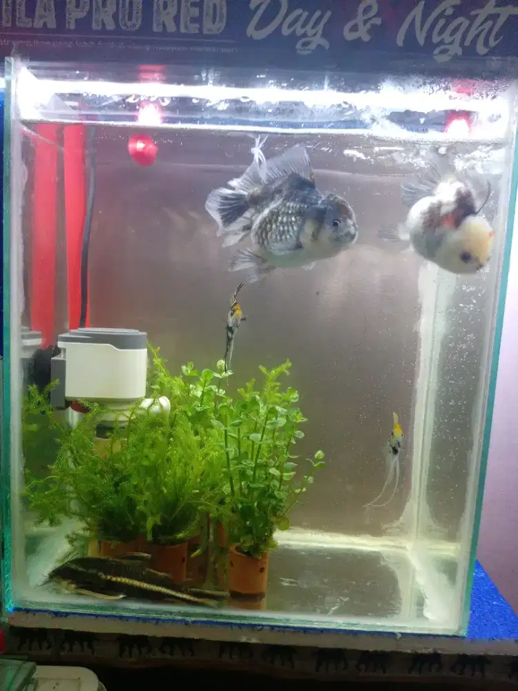 Ikan hias air tawar
