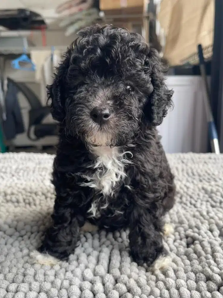 Jual Poodle silver missmark Betina