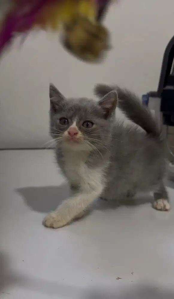 Kucing BSH Kitten