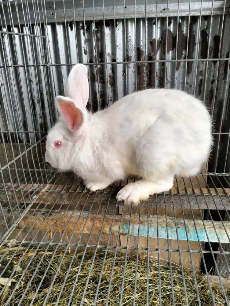 Kelinci putih lokal jantan