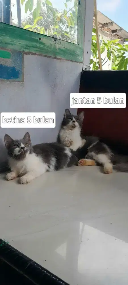 Kitten bicolor jantan dan betina mahar untuk 1 kitten