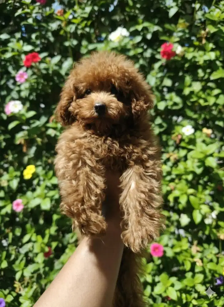 Puppy Tiny Poodle