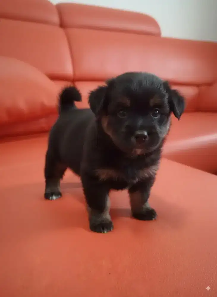 Jual anjing mix