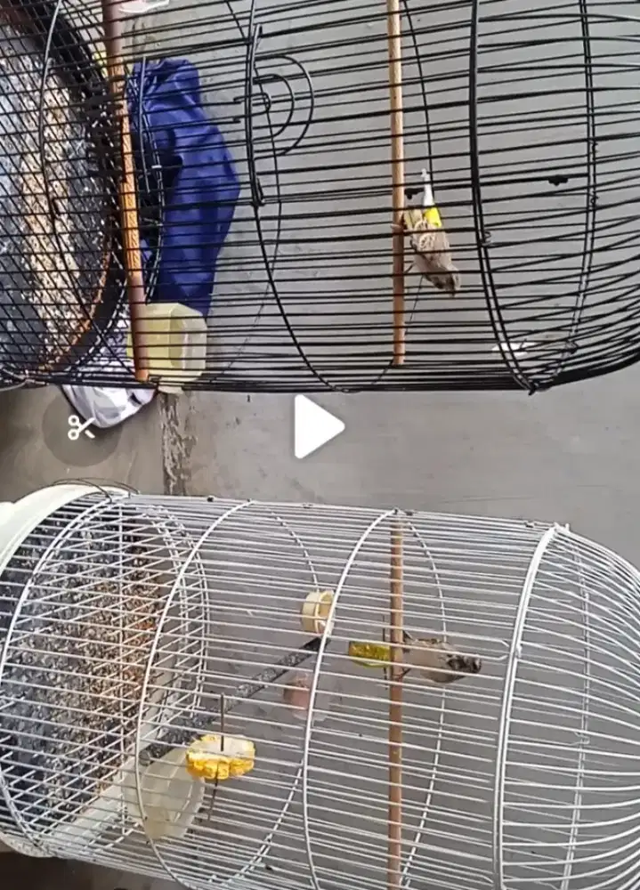 Burung blackstrot gacor