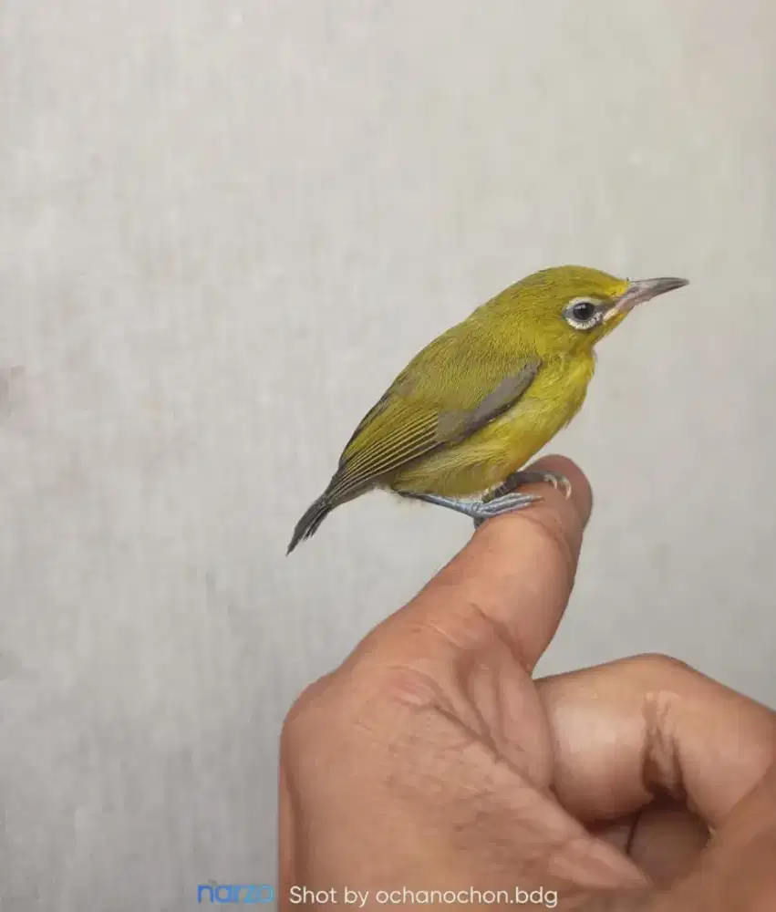 Burung anakan kaleci
