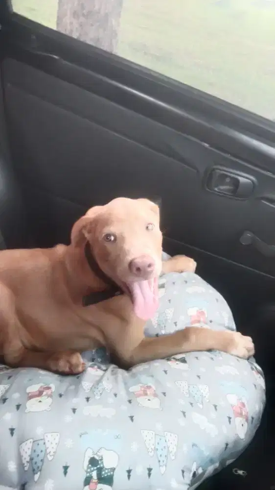 Pitbul jantan 3 bulan