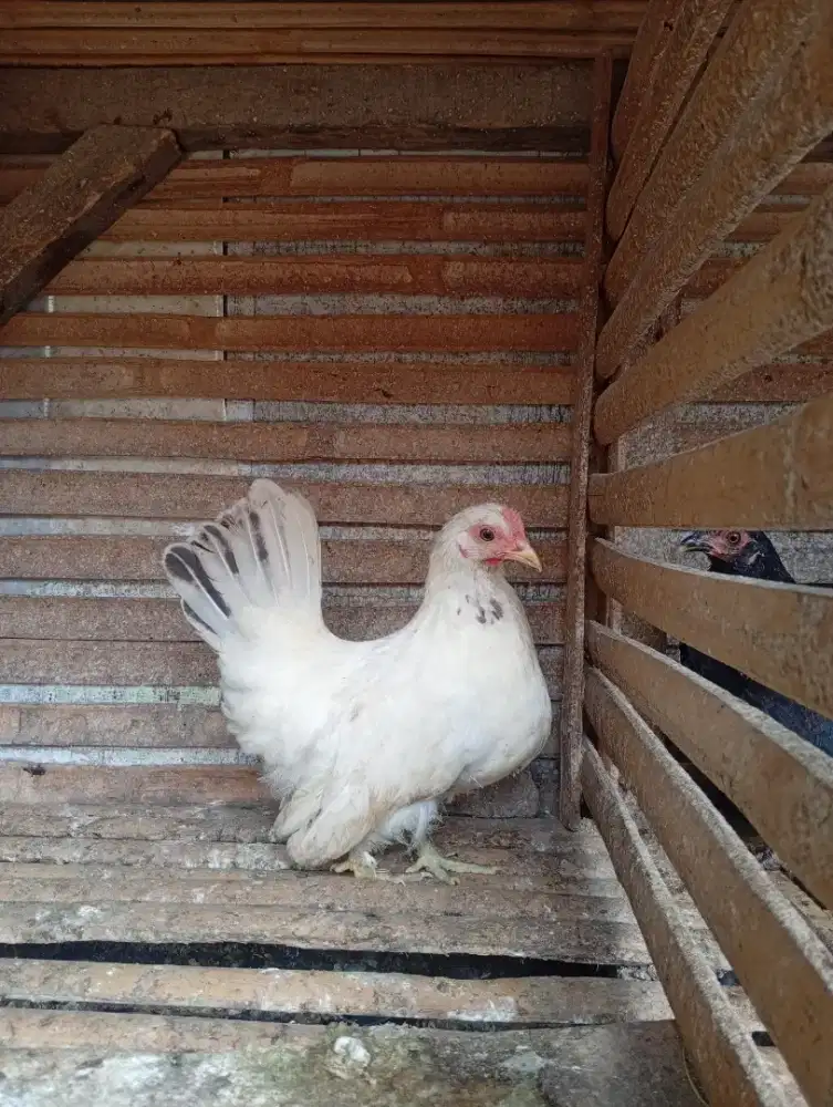 Ayam Kate remaja betina