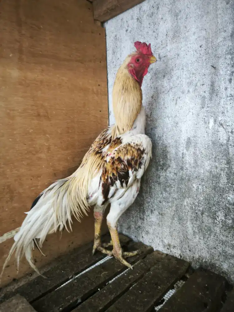Jual Ayam Ekor Lidi warna ganteng ukuran Besar