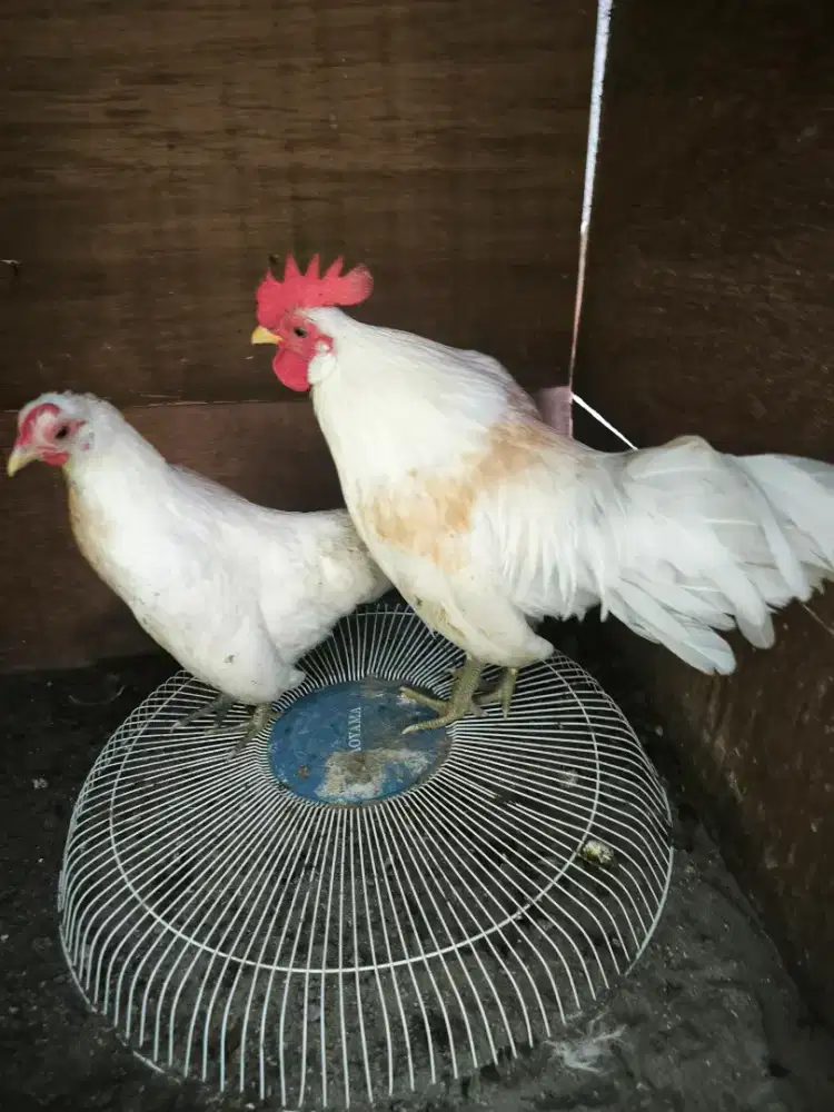 Anakan ayam Hutan Luar usia 5-6