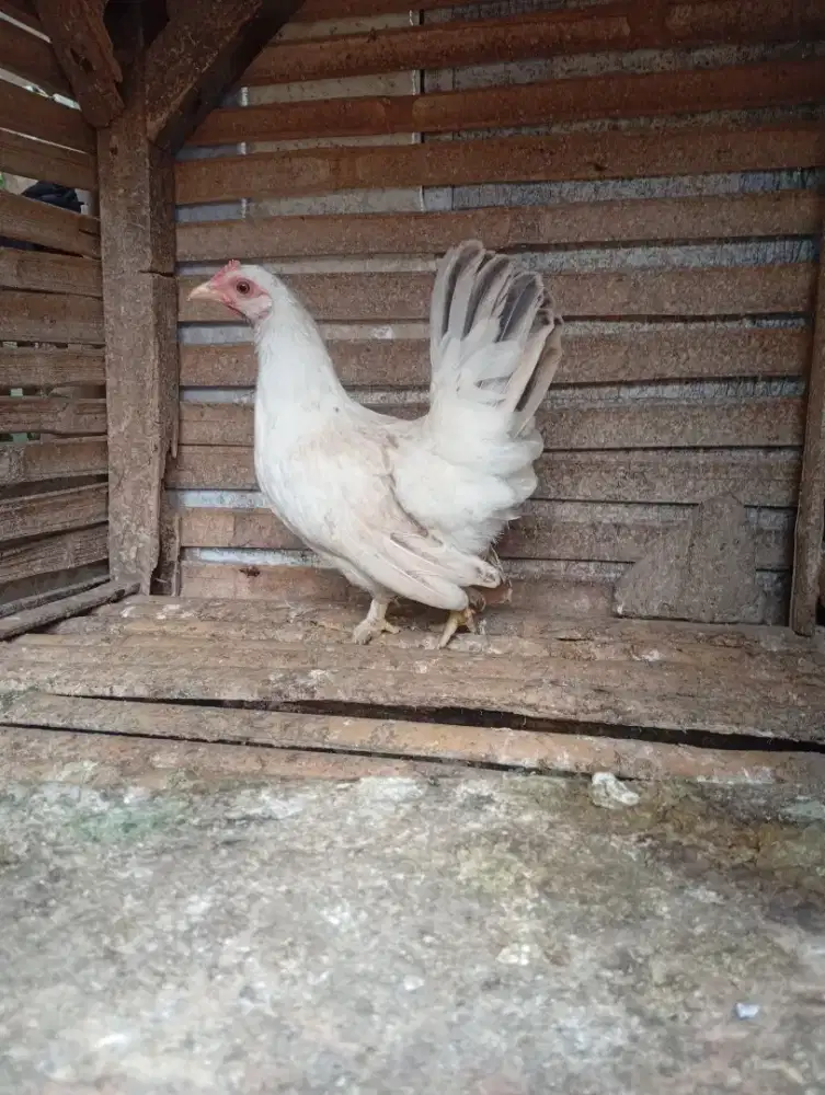 Ayam Kate remaja betina