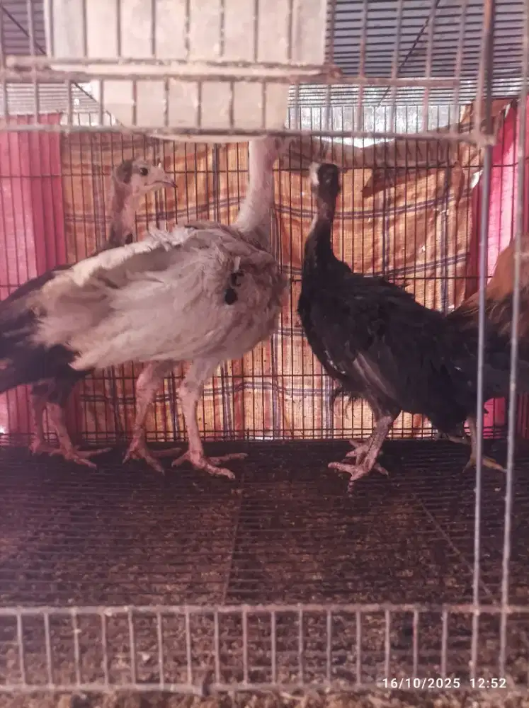 Kalkun Ayam hias anakan