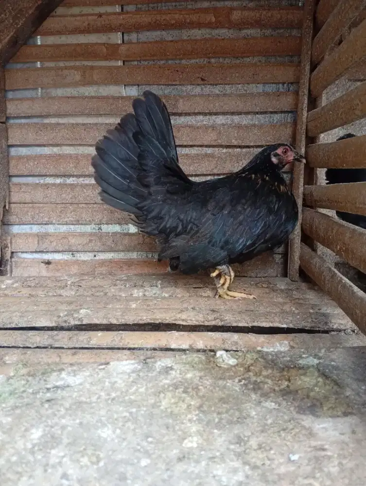 Ayam Kate remaja betina