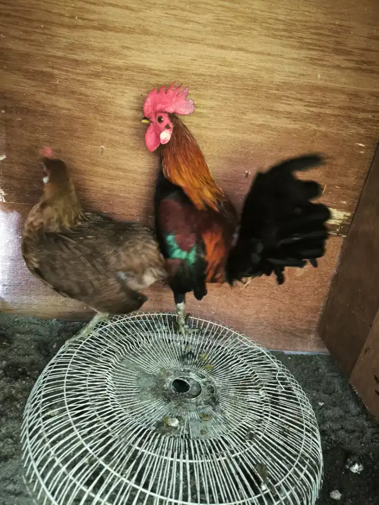 Ayam Hutan Aceh Jinak