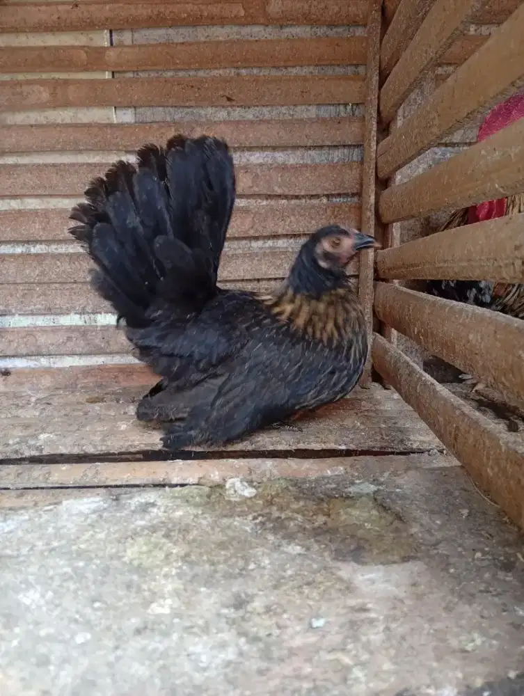 Ayam Kate remaja betina