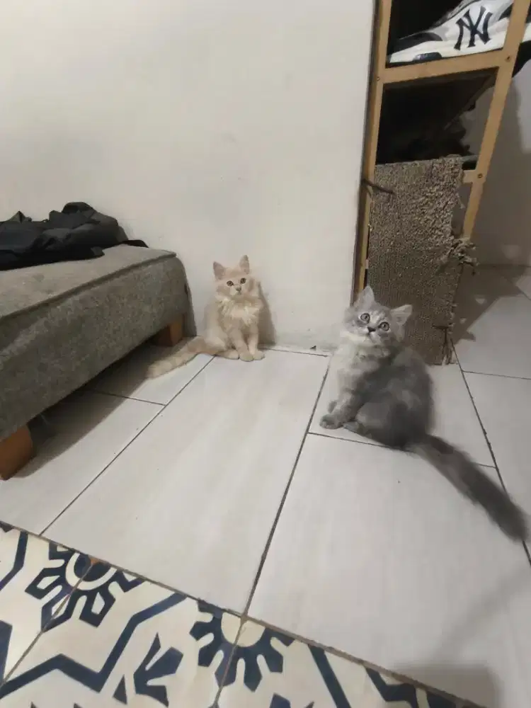 Kucing Persia sepasang