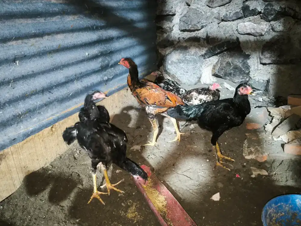 Anakan ayam Bangkok