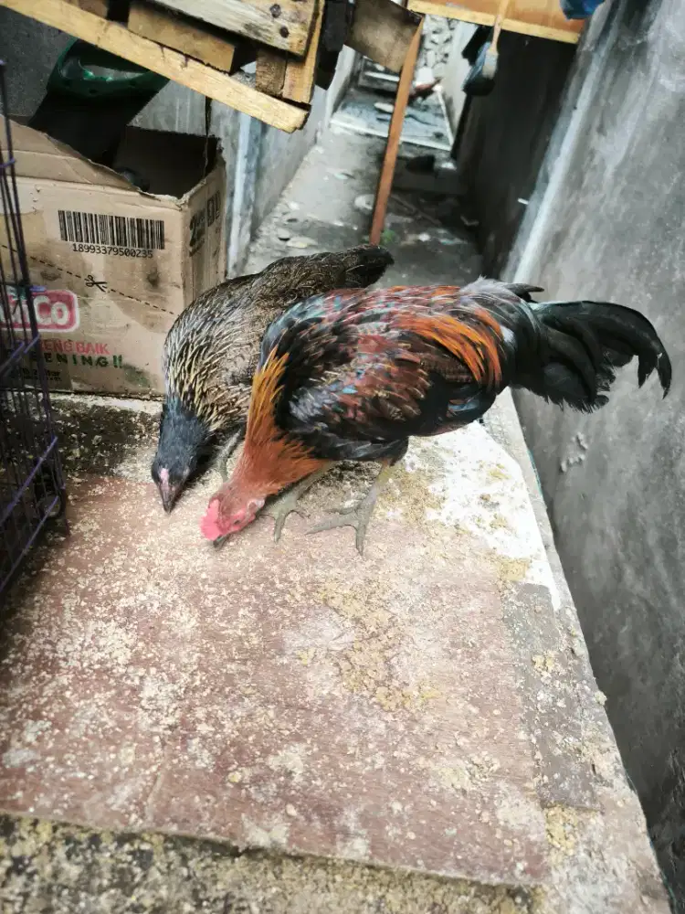 Anak ayam hutan usia 3 bulanan lebih
