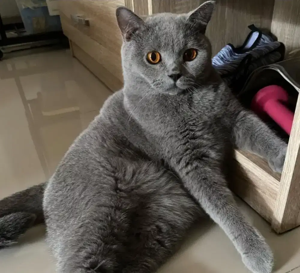 Kucing BSH umur 2 tahun 6 bulan Jantan
