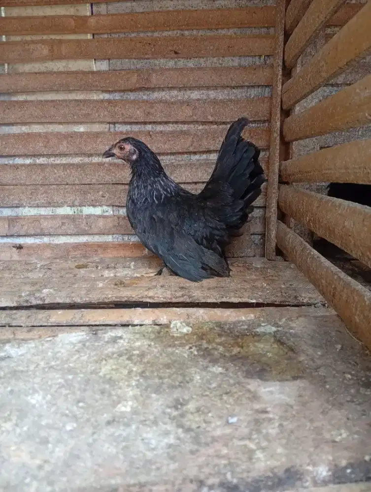 Ayam Kate remaja betina