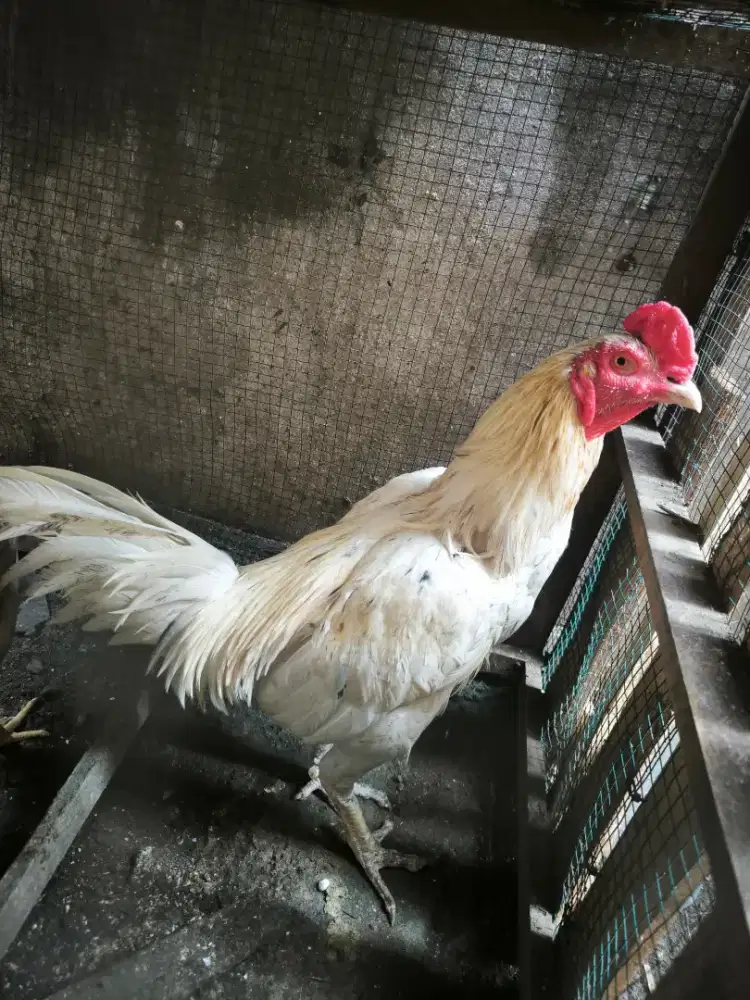 Ayam Laga sisik buaya usia 20 bulanan