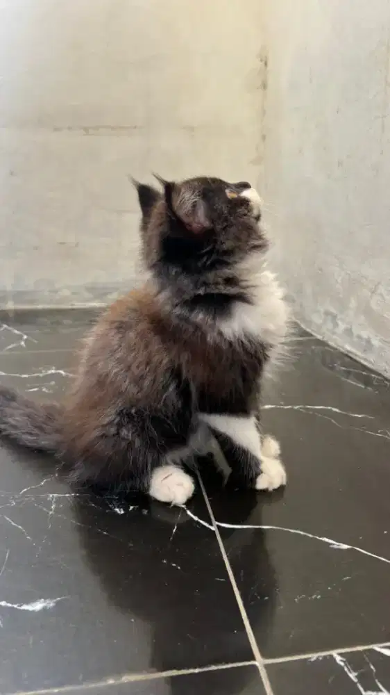 Kucing persia kitten betina