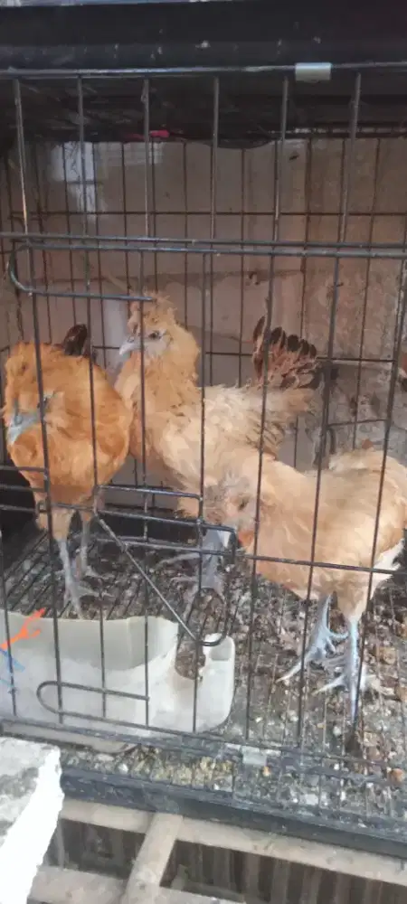 Ayam Polan jantan dewasa