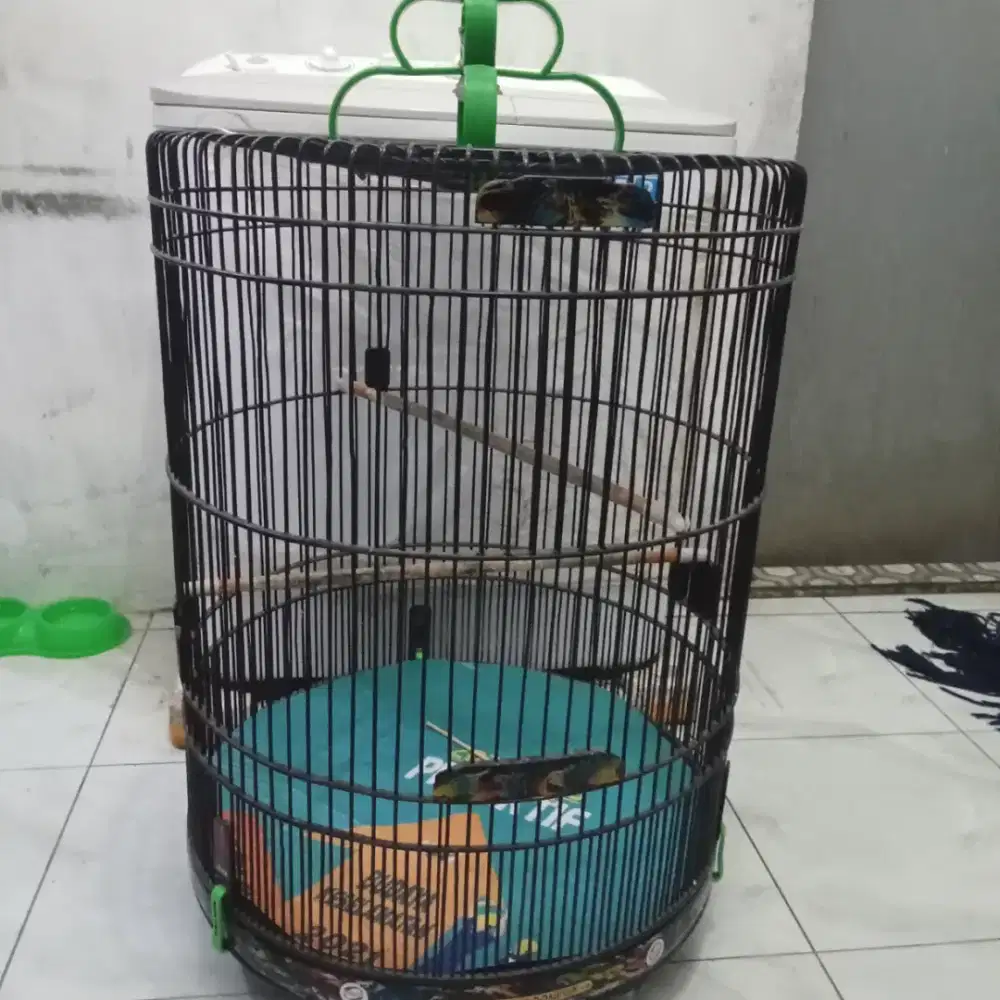 Kandang murai no 3