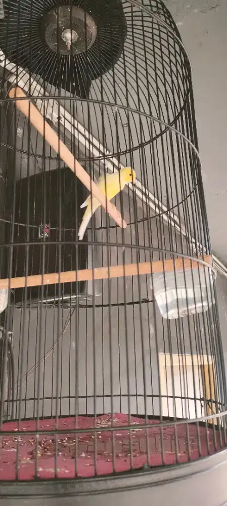 Burung kenari paud hybrid