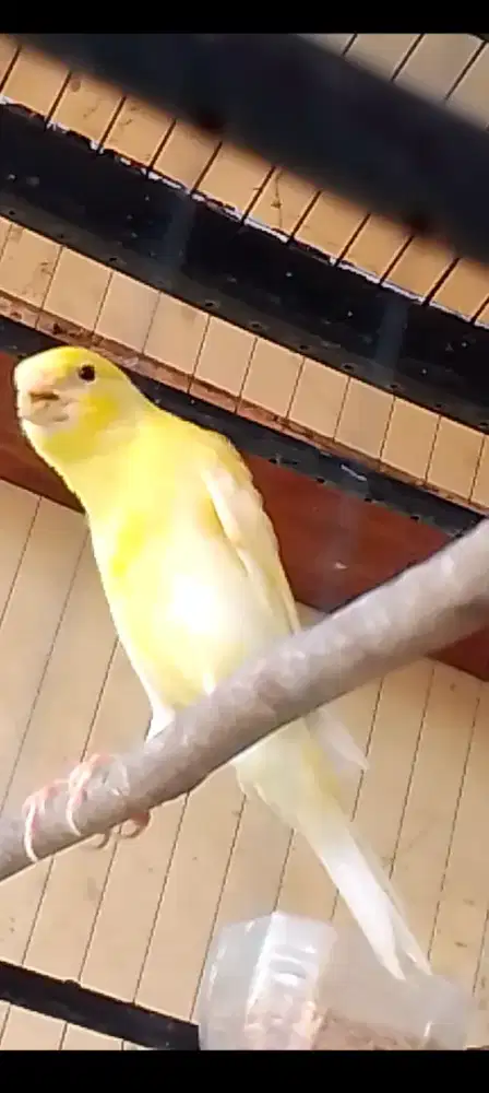 Kenari  F1 BB aktif