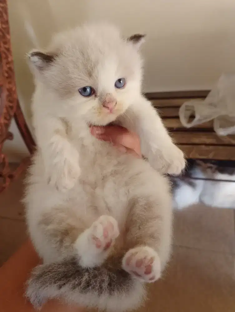 Kucing persia Himalaya