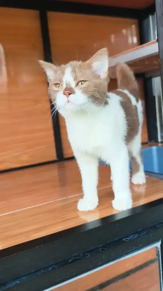 Kucing BSH Bico cinnamon