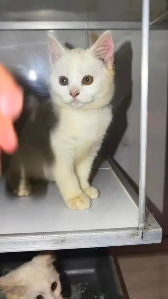 Kucing BSH putih jantan
