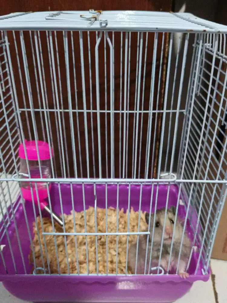 Hamster dan kandang