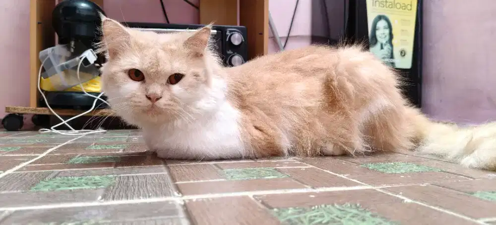 Kucing Persia long hair