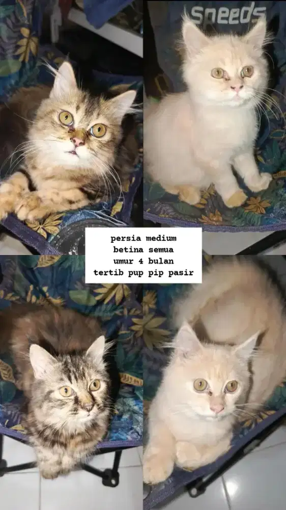 kucing persia medium mix