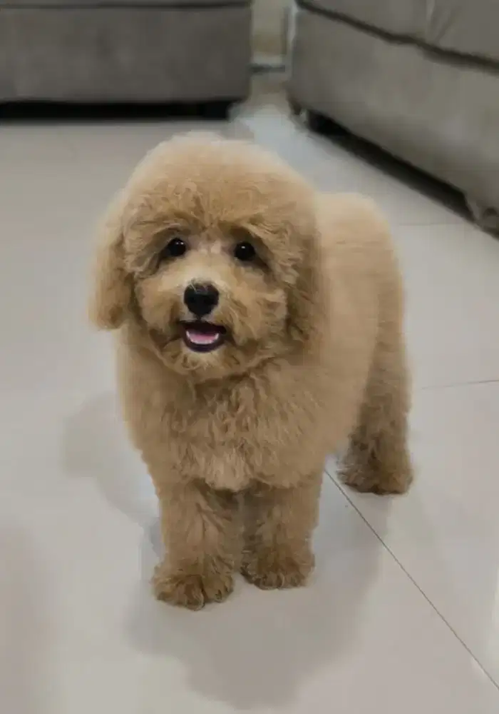 Anakan Toy Poodle