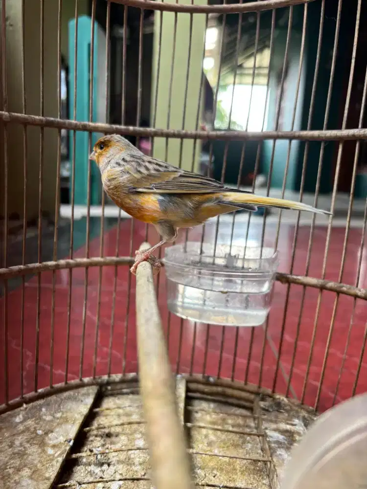 Kenari Jantan Rajin Bunyi