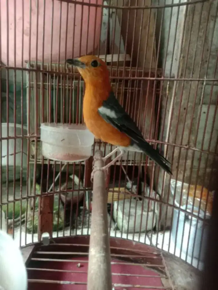 Anis merah hutan lokal