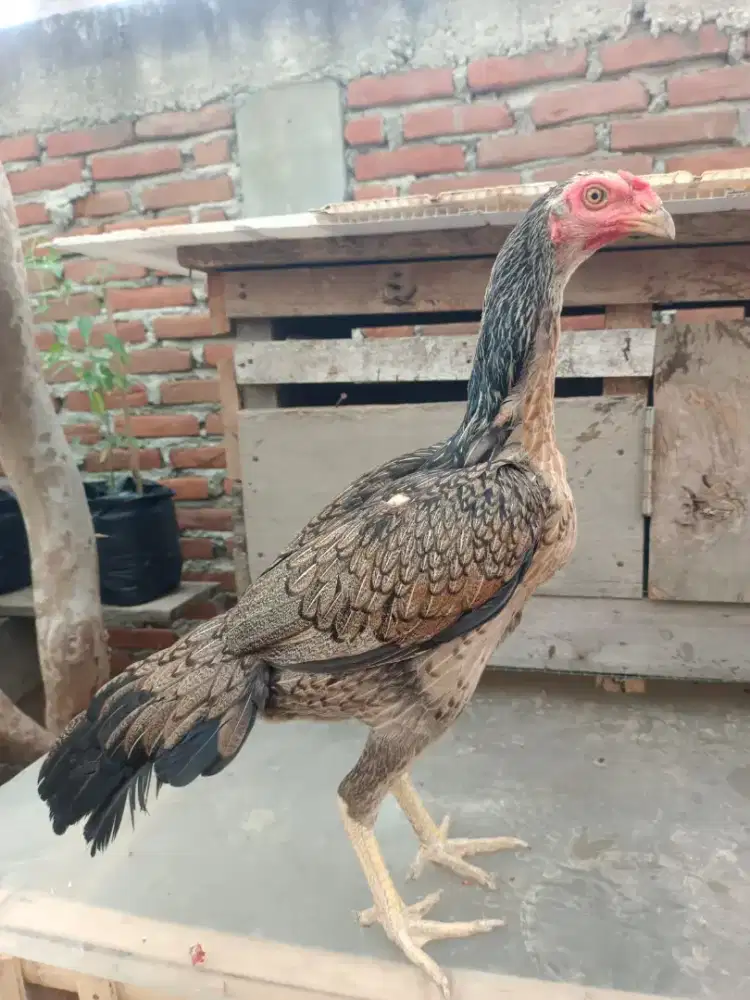 Indukan ayam Pakhoy