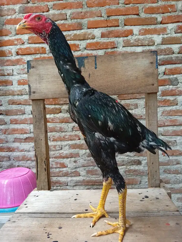 Ayam jantan bangkok bulbi