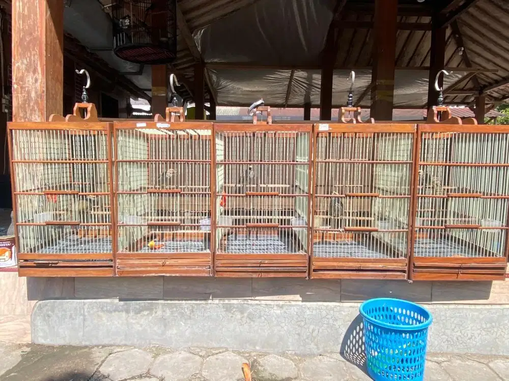Dijual Burung Cucak Rowo