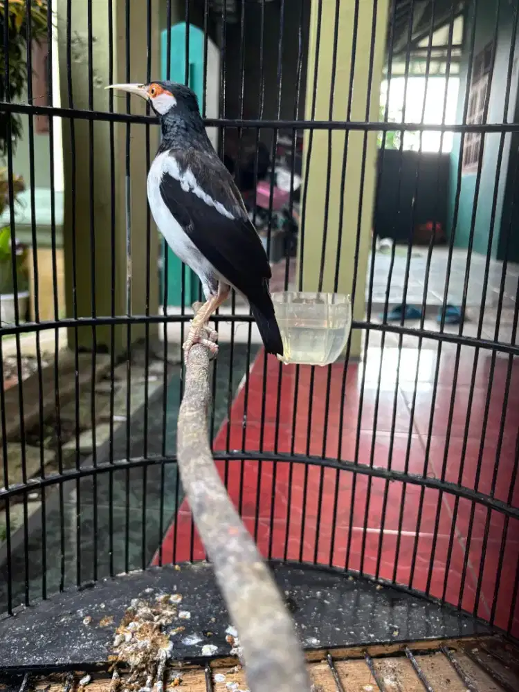Jalak Suren Jawa Bisa Ngomong