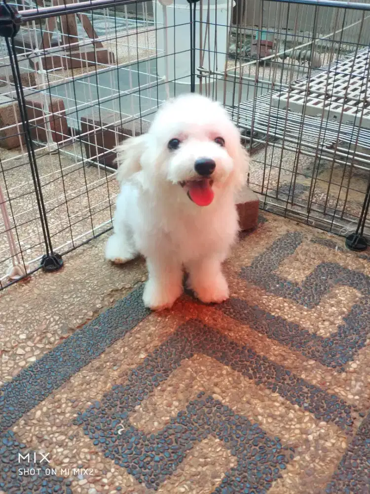 Male Party Poodle White Gold