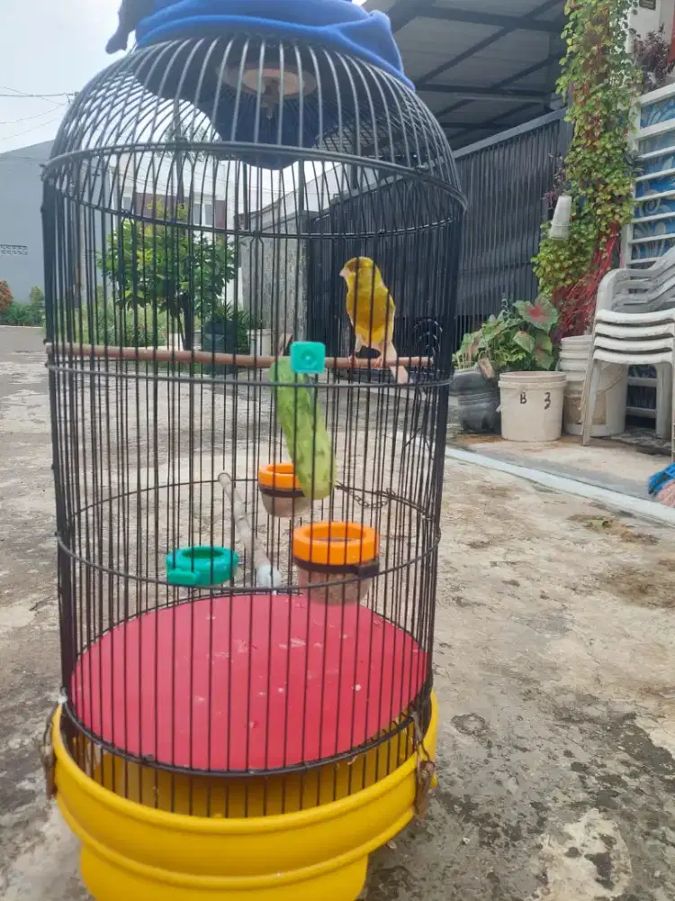 Burung kenari  warna bagus gacor