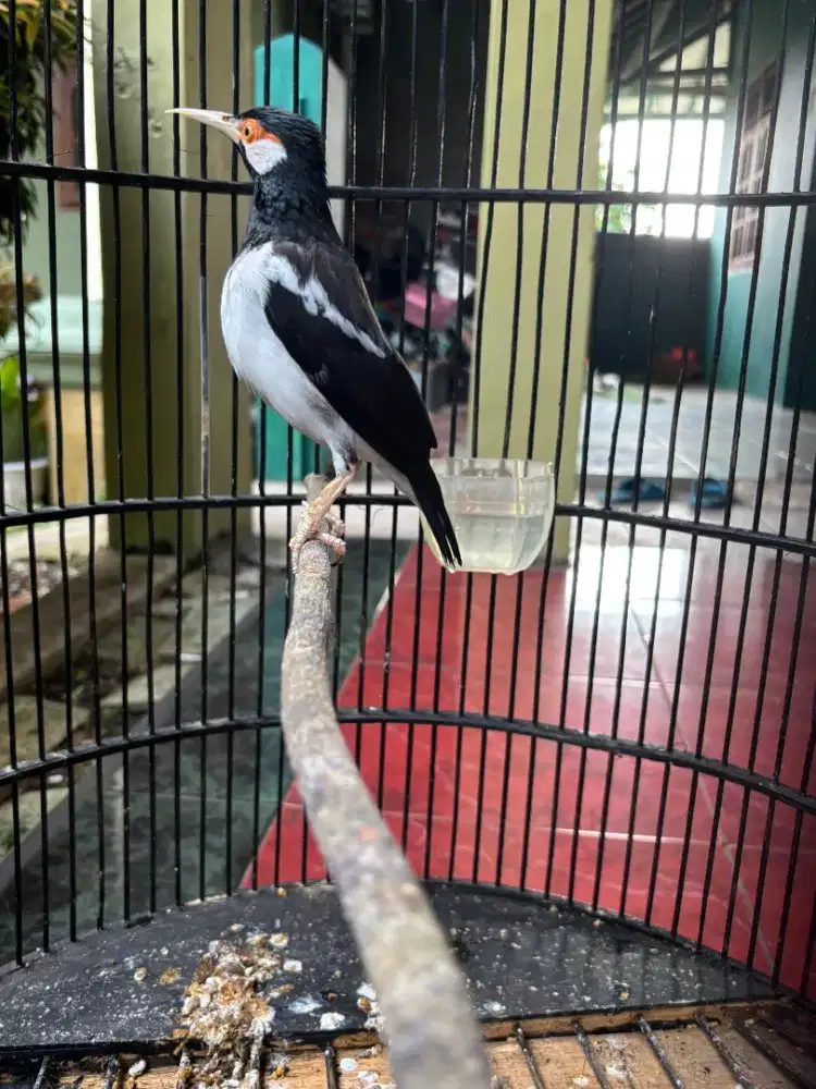 Jalak Suren sudah Mompa Garuda